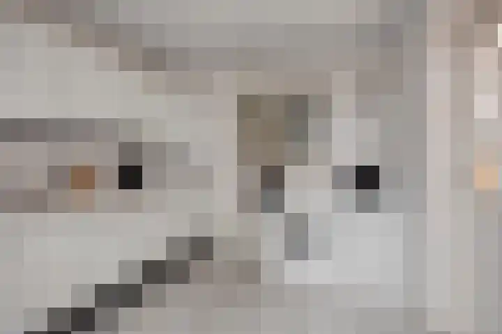 Strovlasstraat 18 Oss thumbnail 13