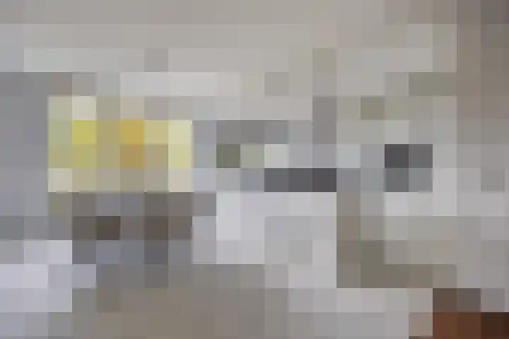 Struijshof 11 Breda thumbnail 25