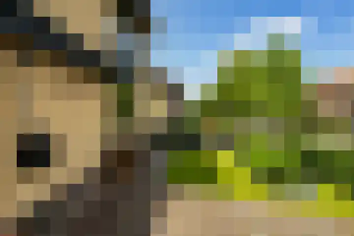 Struikakkers 13 Ermelo thumbnail 72
