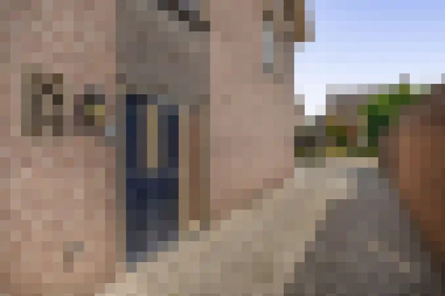 Struikhei 6 Veghel thumbnail 36
