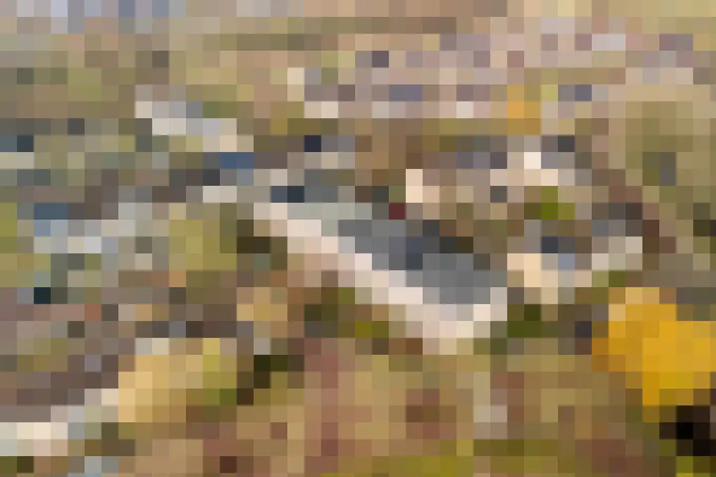 Struikheide 10 Leiden thumbnail 12