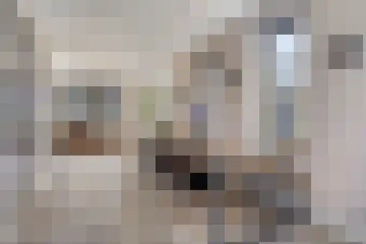 Struiklaan 7 Nooitgedacht thumbnail 12