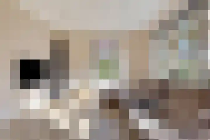 Struiklaan 7 Nooitgedacht thumbnail 9