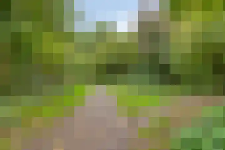 Struikstuk 48 Epe thumbnail 51