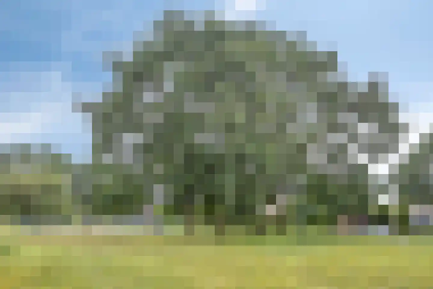 Struisgras 21 Heesch thumbnail 43