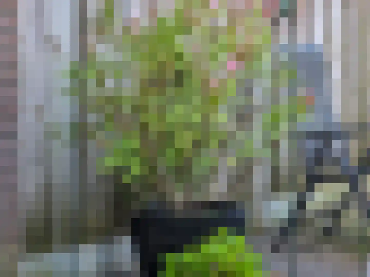 Struisgras 33 Borne thumbnail 86