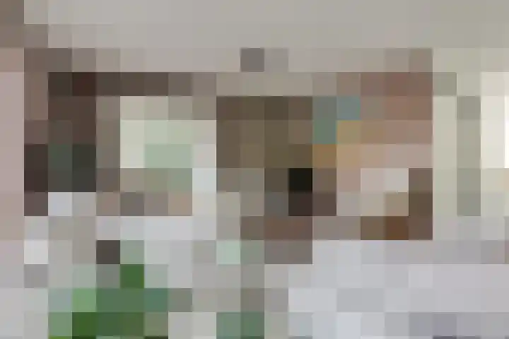 Struisvaren 9 Bergschenhoek thumbnail 13