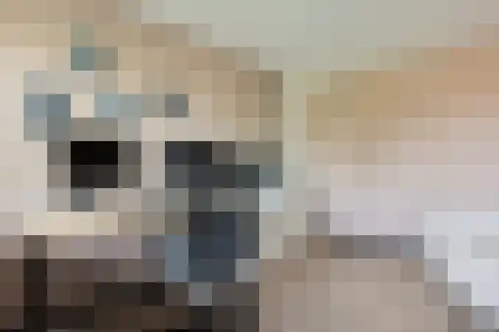 Struisvaren 9 Bergschenhoek thumbnail 28