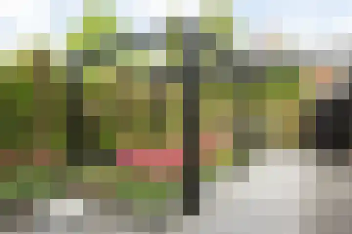 Struisvaren 9 Bergschenhoek thumbnail 40