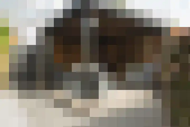 Struisvaren 9 Bergschenhoek thumbnail 41