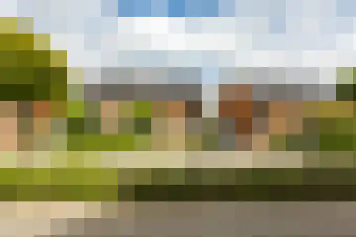 Struisvaren 9 Bergschenhoek thumbnail 46