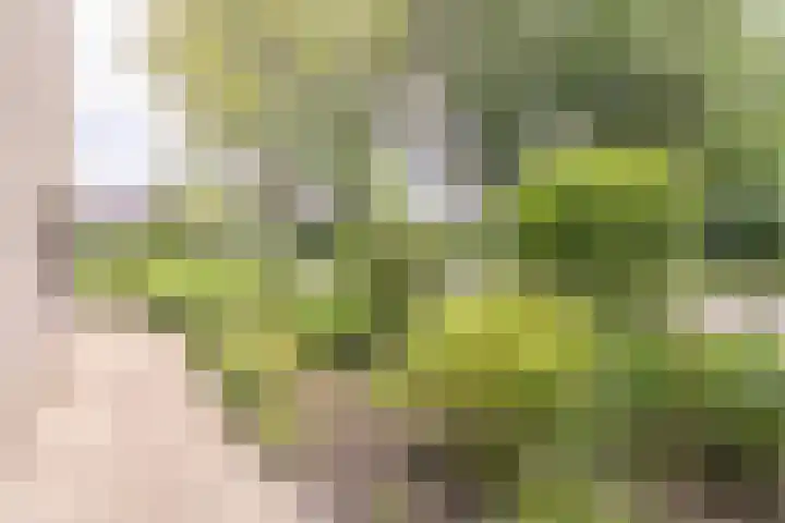 Struuckweg 20 de Wijk thumbnail 36
