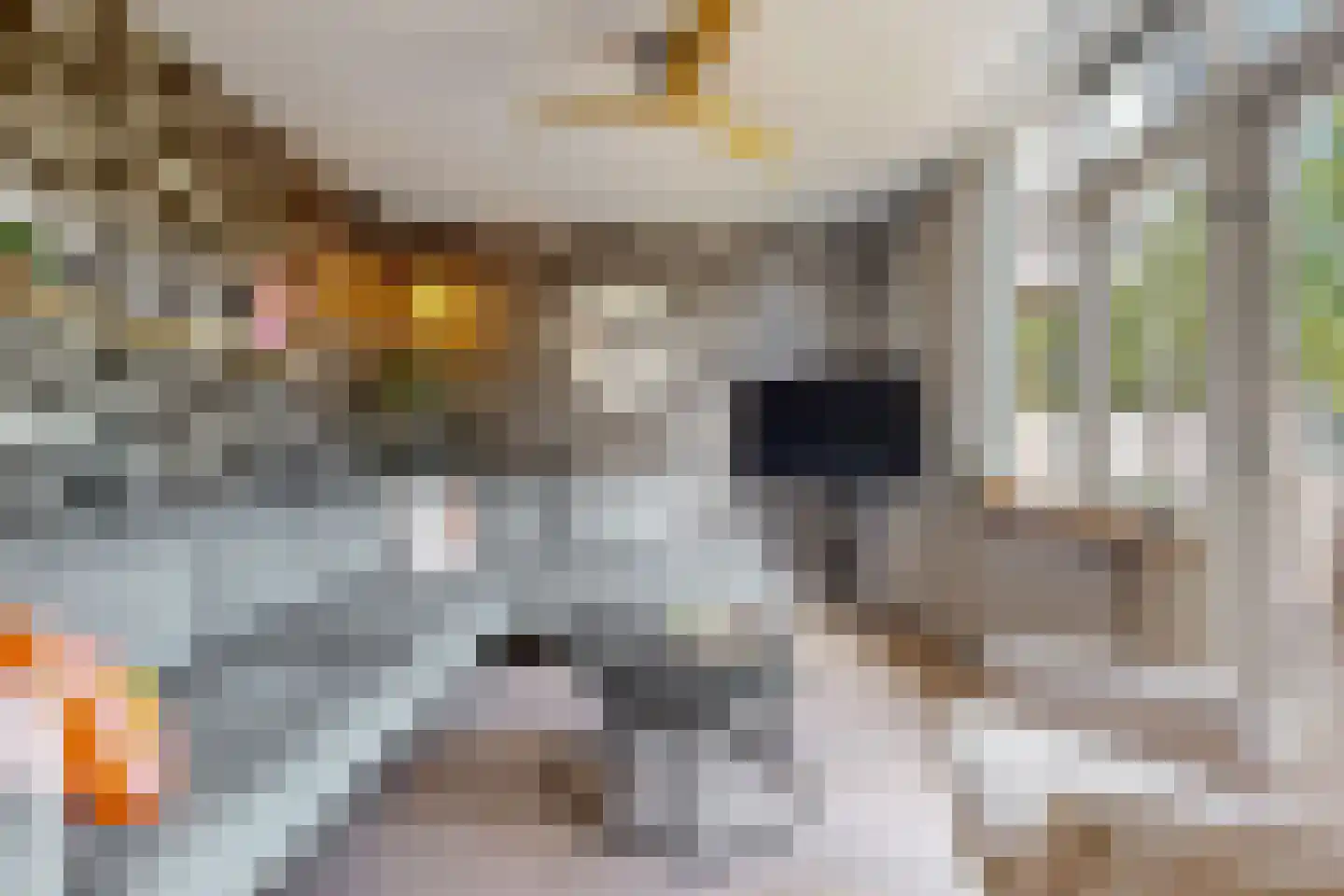 Stuifzwam 38 Alphen aan den Rijn thumbnail 6