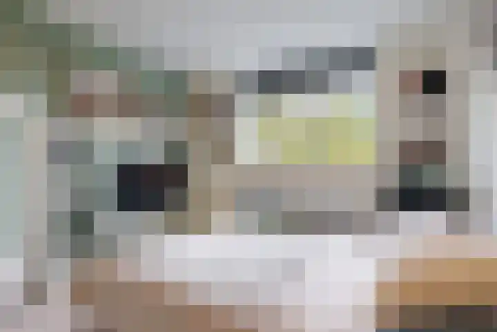 Stuifzwam 68 Alphen aan den Rijn thumbnail 18