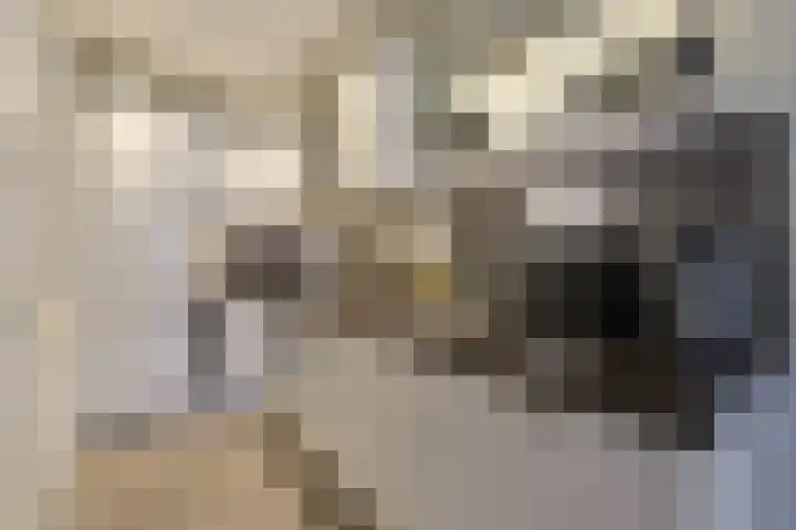 Stuifzwam 78 Alphen aan den Rijn thumbnail 13