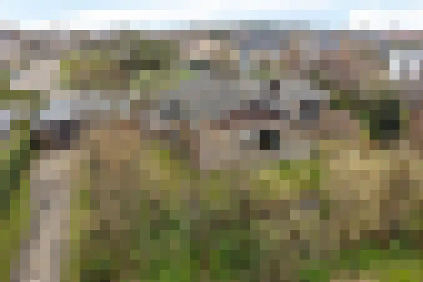 Stuijvezandeweg 26 Callantsoog thumbnail 39