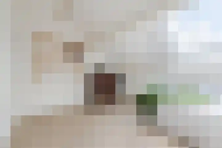 Stuiverakker 10 Koog aan de Zaan thumbnail 21