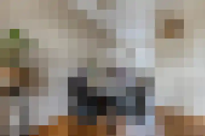 Stuiverakker 24 Koog aan de Zaan thumbnail 5