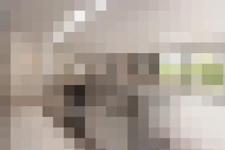 Stuivezandseweg 3 Klein Zundert thumbnail 23