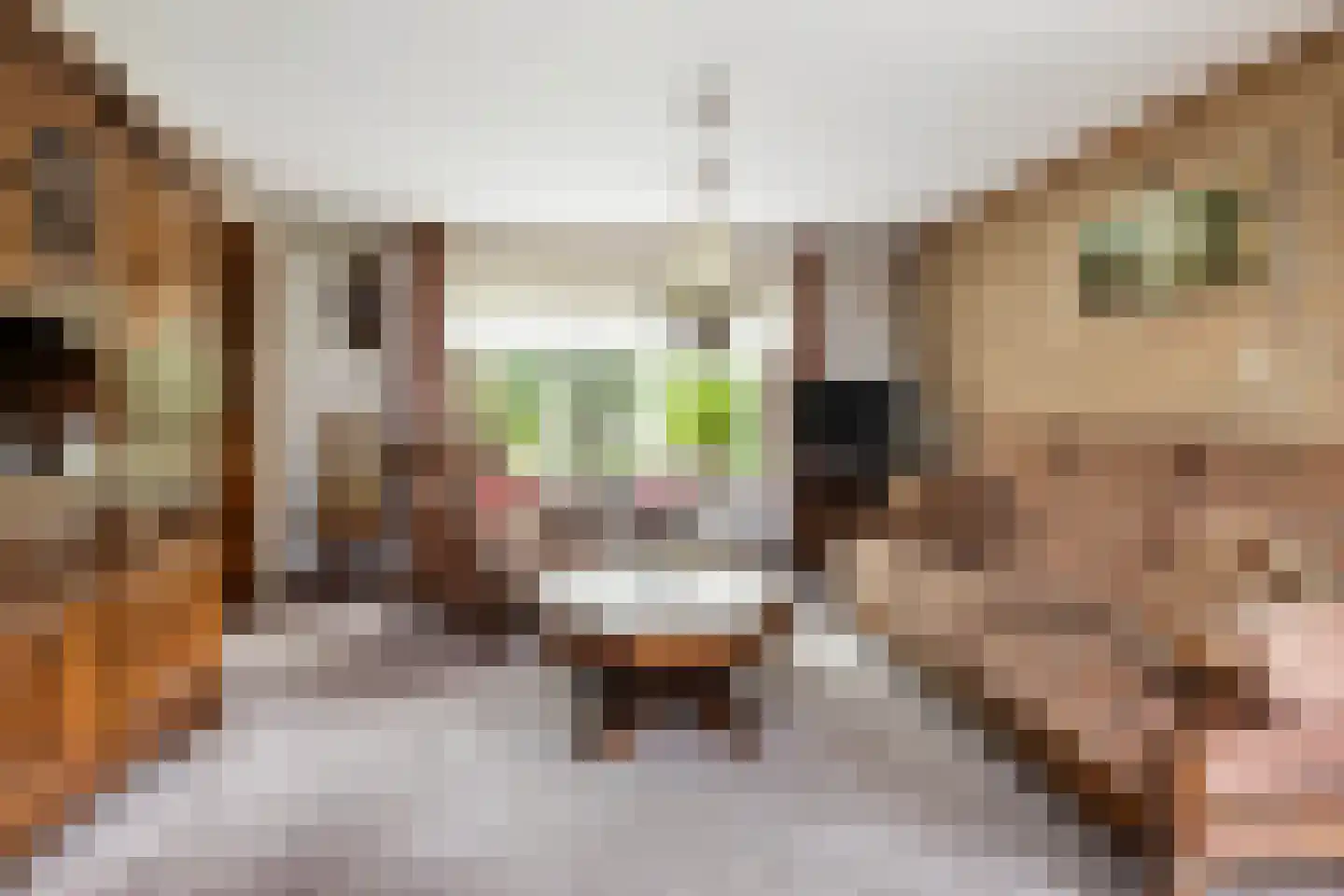 Stuivezandsweg 9 't Loo Oldebroek thumbnail 13