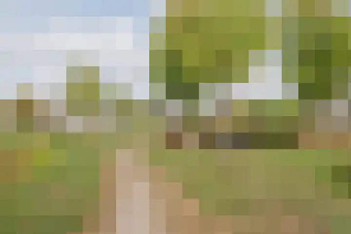 Stuksbeemden 75 Horst thumbnail 46