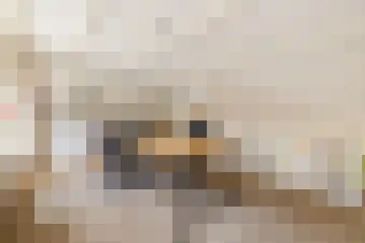 Stuurboord 75 Huizen thumbnail 7