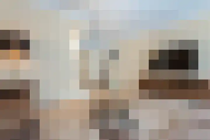 Stuurhut 31 Groningen thumbnail 11