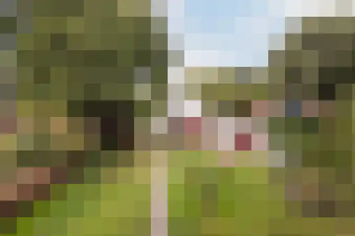Suderbuorren 3 Hempens thumbnail 31