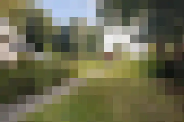 Suderbuorren 3 Hempens thumbnail 33