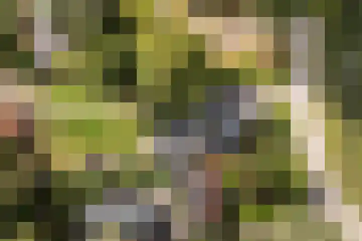 Suderbuorren 3 Hempens thumbnail 43
