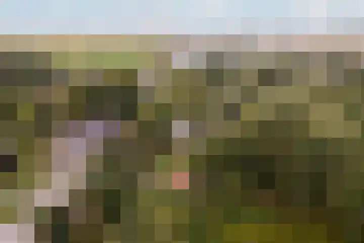 Suderbuorren 3 Hempens thumbnail 44