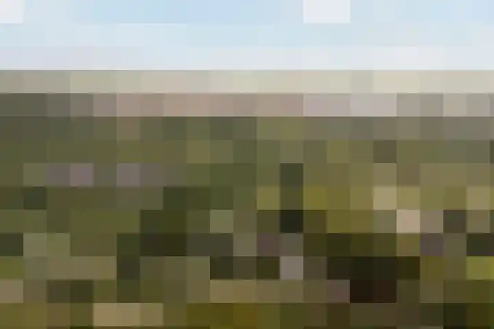 Suderbuorren 3 Hempens thumbnail 46