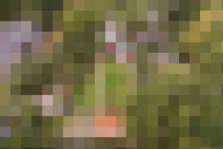 Suderbuorren 3 Hempens thumbnail 5