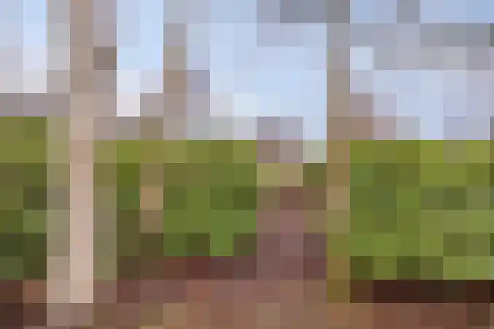 Suderein 18 Tytsjerk thumbnail 29