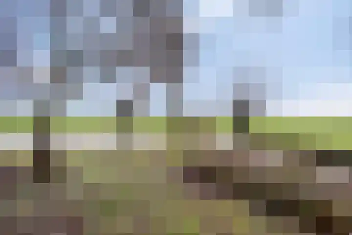 Suderein 18 Tytsjerk thumbnail 33