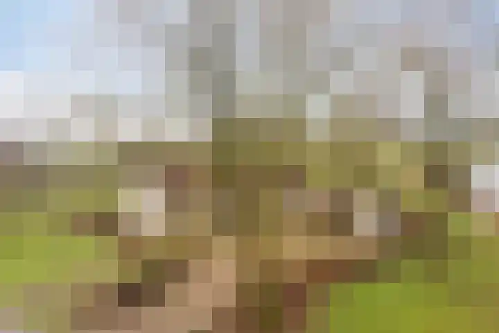 Suderein 18 Tytsjerk thumbnail 7