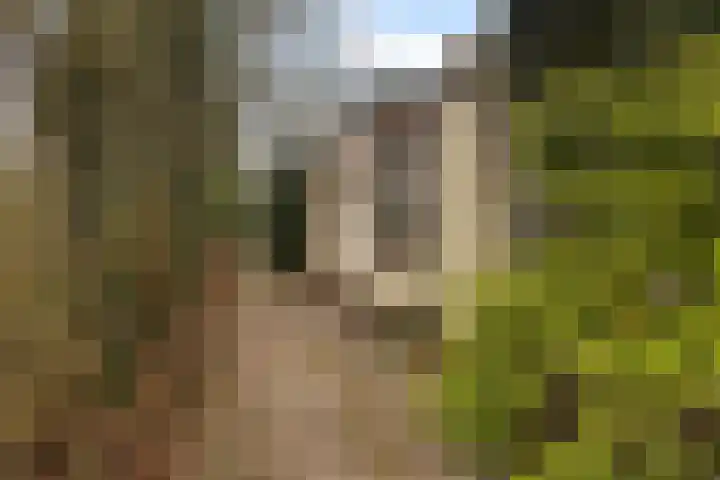 Suderein 52 Tytsjerk thumbnail 4