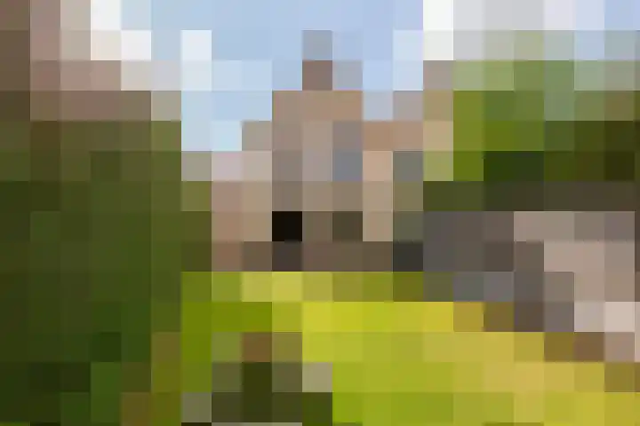 Suikerbakker 55 A Ermelo thumbnail 29