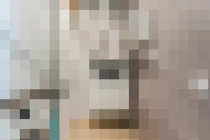 Suikerpeer 13 Boskoop thumbnail 27