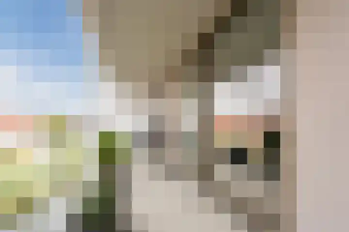 Suikerpeer 13 Boskoop thumbnail 31