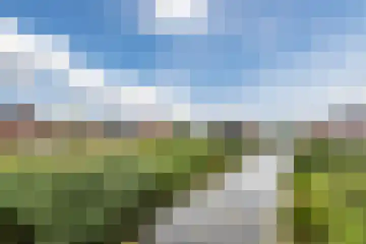 Suikerpeer 13 Boskoop thumbnail 37