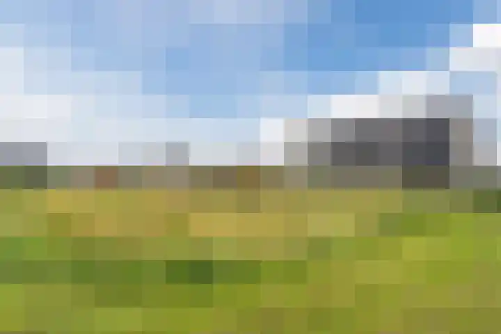 Suikerpeer 13 Boskoop thumbnail 38