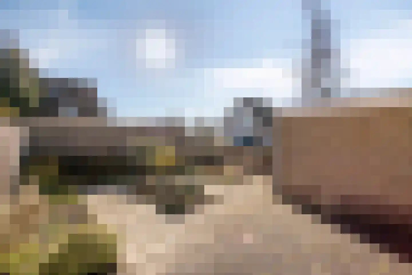 Suikerpeer 29 Duiven thumbnail 27
