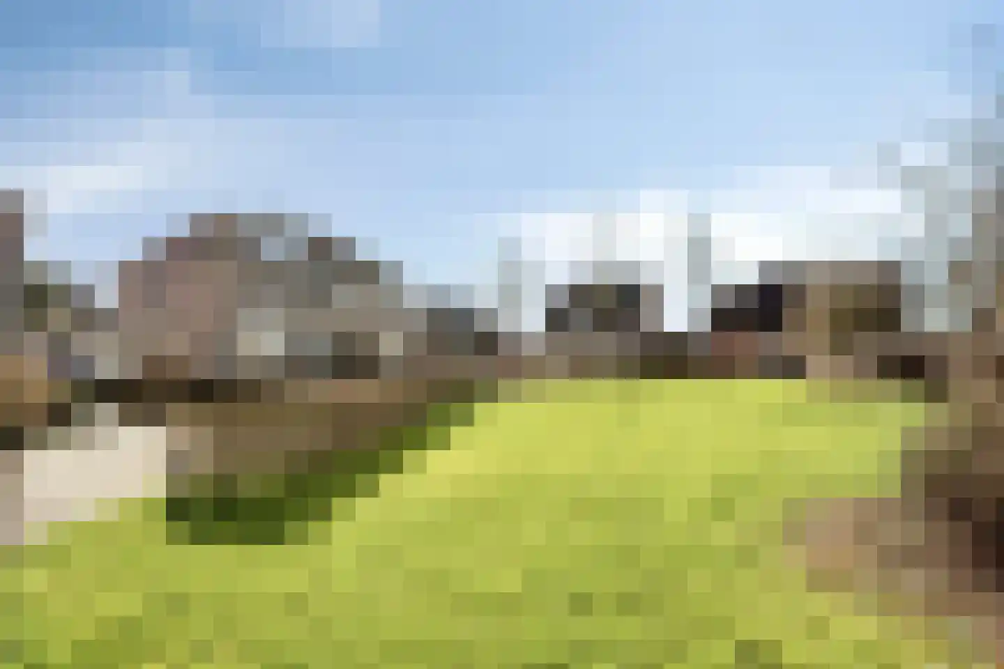 Suikerpeer 29 Duiven thumbnail 37