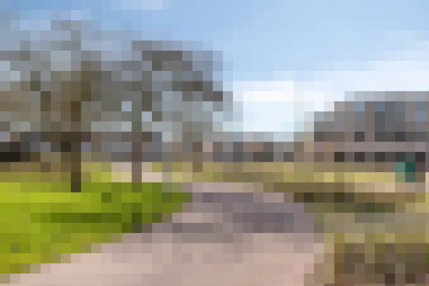 Suikerpeer 29 Duiven thumbnail 40