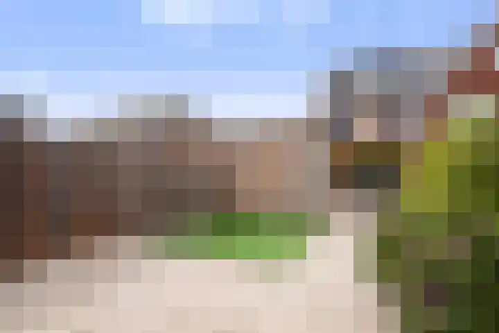 Suikerpeer 32 Boskoop thumbnail 13