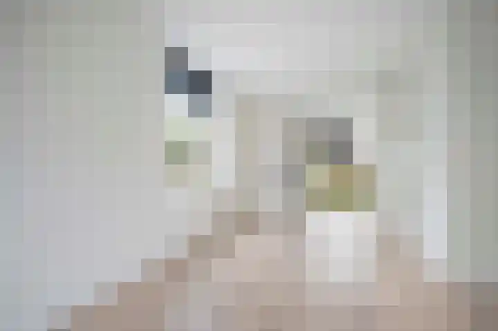 Suikerpeer 32 Boskoop thumbnail 17