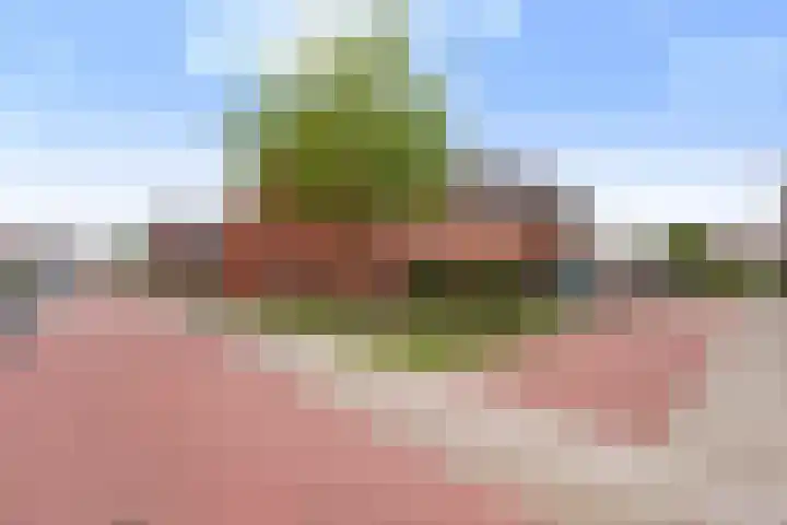Suikerpeer 32 Boskoop thumbnail 33