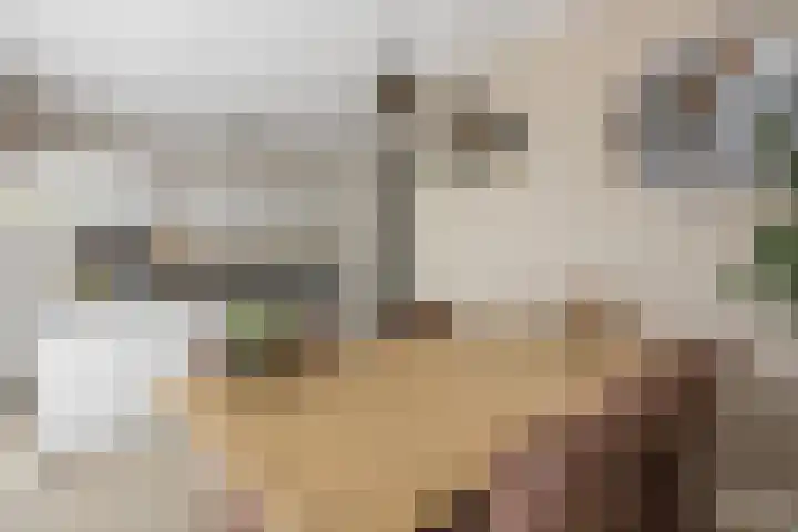 Suikerpeer 95 Boskoop thumbnail 16