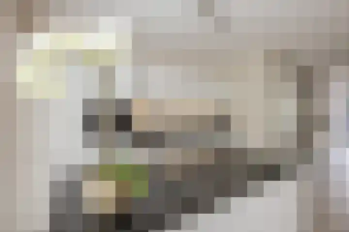 Suikerpeer 95 Boskoop thumbnail 17